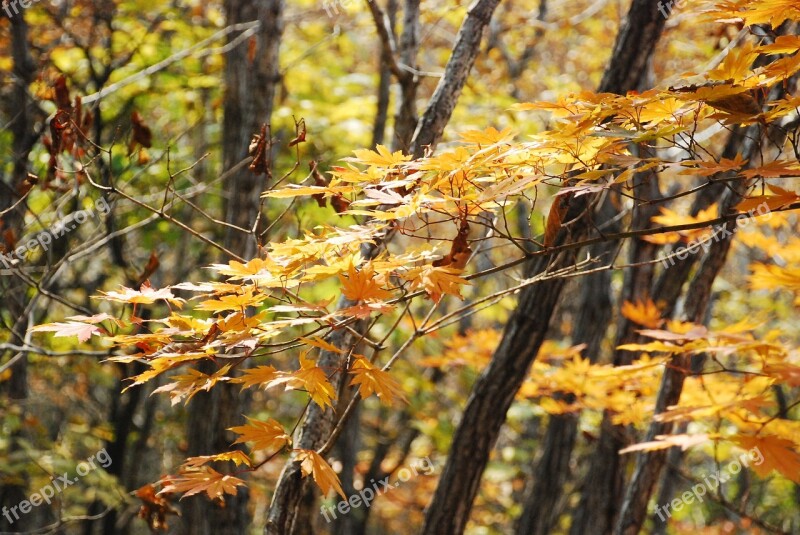 Autumn Leaves Autumn The Leaves Yellow Free Photos