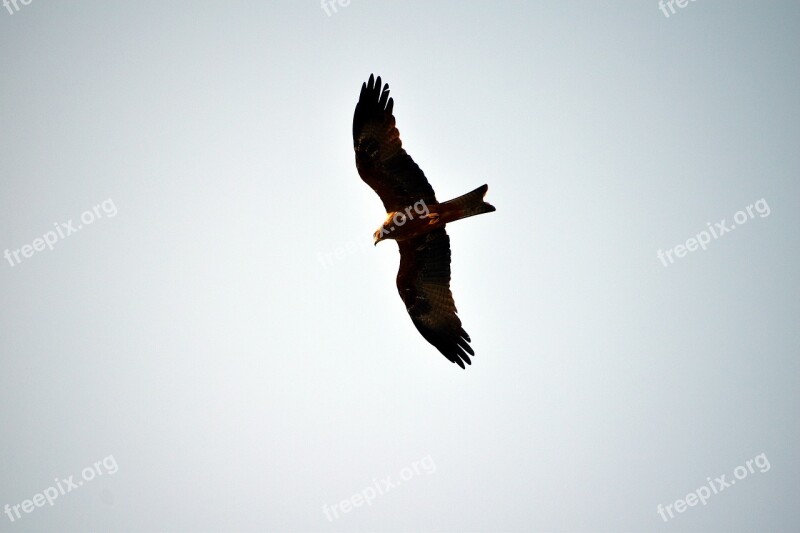 Black Kite Raptor Flying Bird Gliding