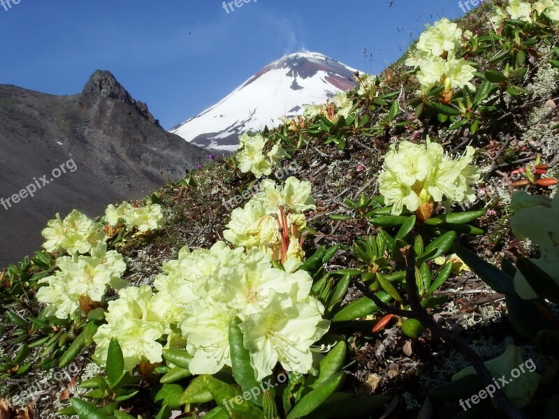 Volcano The Foot Flowers Rhododendrons Mountains