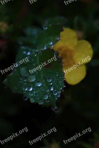 Flower Leaf Water Drop Rain Drop Nature