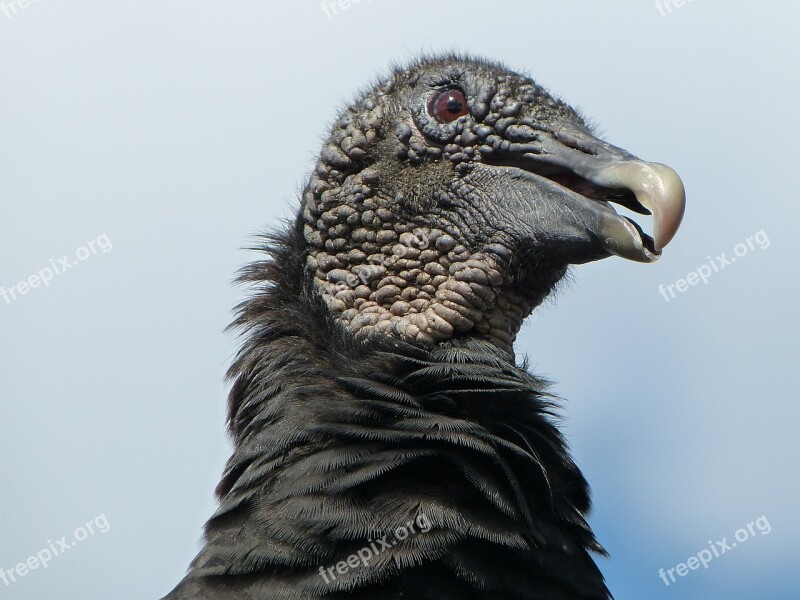 Bird Vulture Usa Florida Scavengers