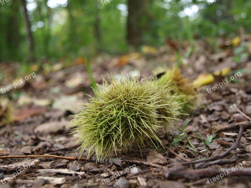 Chestnut Forest Autumn Gather Chestnuts Autumn Fruit