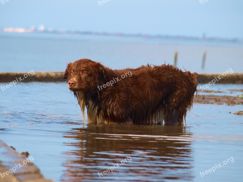 Dog Water Beach Animal Water Dog