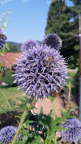 Bees Honey Echinops Sphaerocephalus Blue