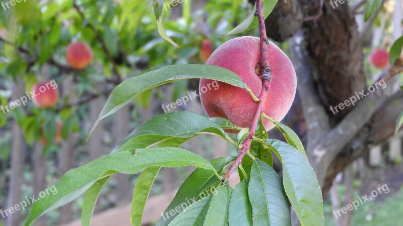 Peach The Peach Tree Branch Of Peach Trees Prunus Persica Peach On A Branch