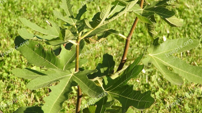 Fig Fig Leaves Fig Tree Ficus Free Photos