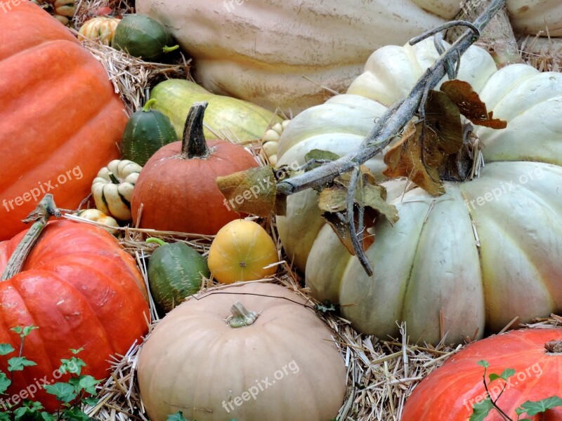 Pumpkin Patch Fall Harvest Autumn Ripe Patch