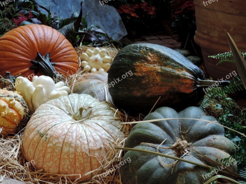 Pumpkin Patch Fall Harvest Autumn Ripe Patch