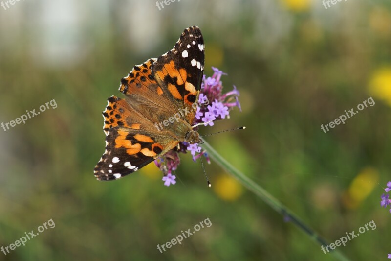 Painted Lady Butterfly Wings Free Photos