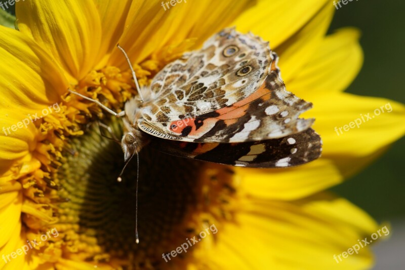 Painted Lady Butterfly Sunflower Free Photos