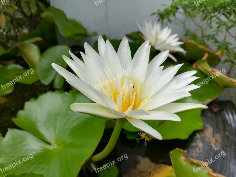 Lotus Lotus Basin White Free Photos