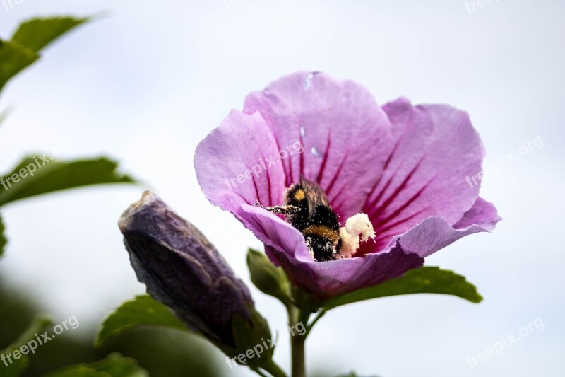 Comanche Nature Pollination Azores Sao Miguel