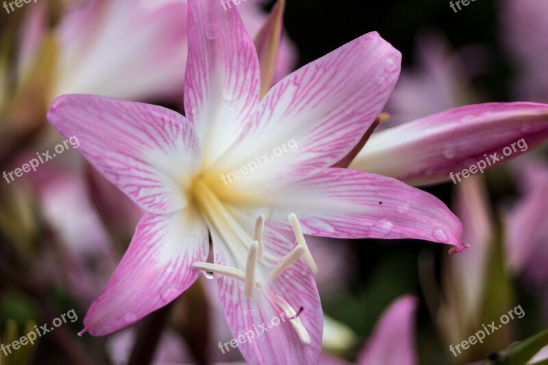 Comanche Nature Azores Sao Miguel Macro