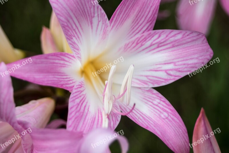 Comanche Nature Azores Sao Miguel Macro