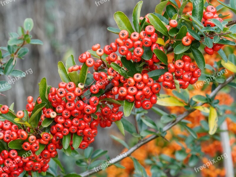 Burning Bush Pyracantha Maloideae Thorns Fruit