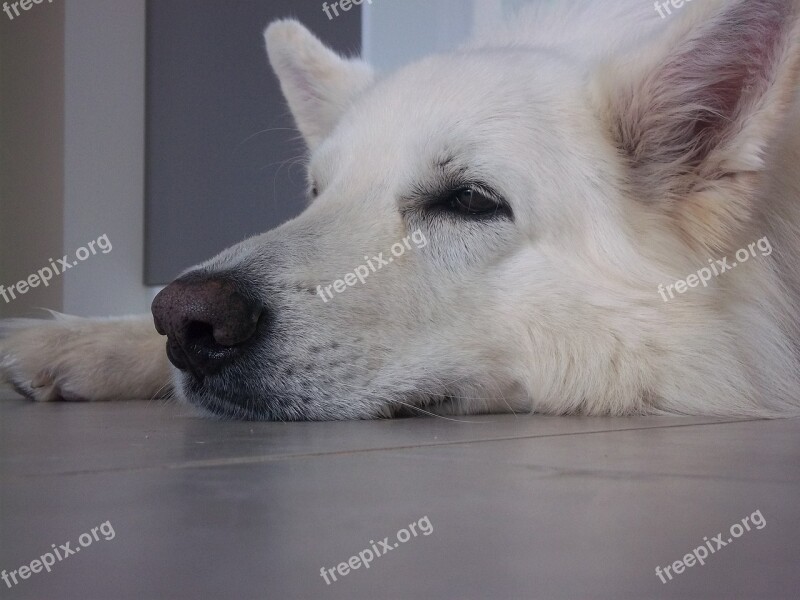 Swiss White Shepherd Dog Animals Free Photos