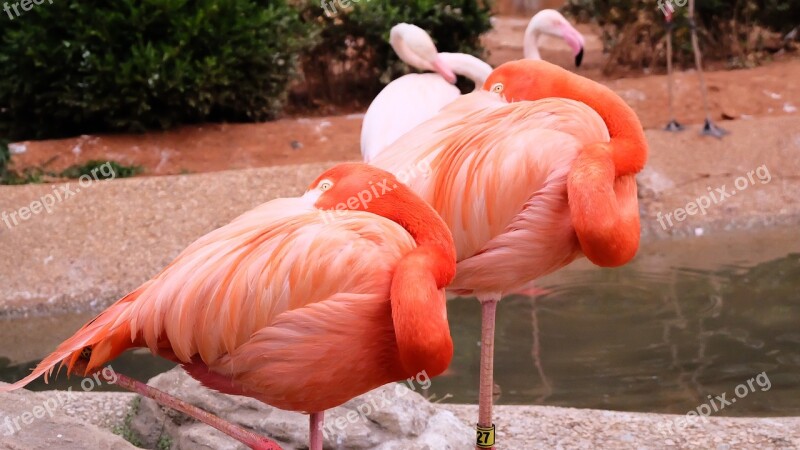 Flamingo Zoo Dalian Free Photos