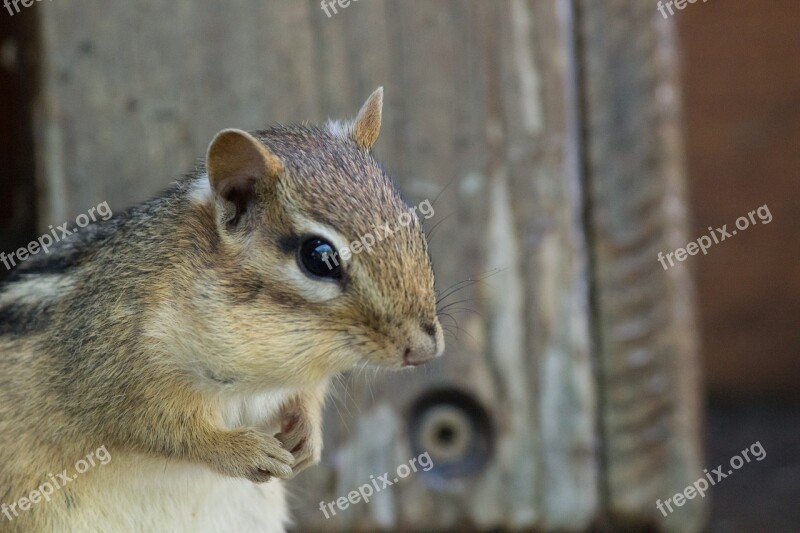 Chipmunk Wildlife Deck Porch Rodent