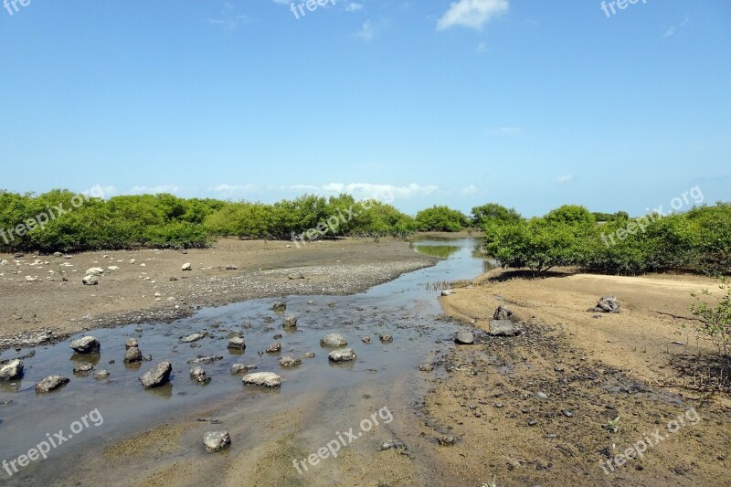 Mangroves Creek Vegetation Forest Swamp