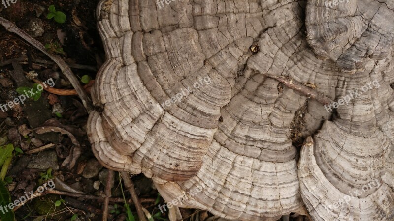 Ganoderma Mushroom Fungus Wild Forest