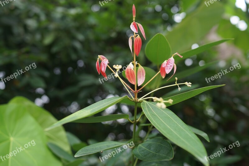 Pinkish Shoots Growth Survival Pride Standing Tall