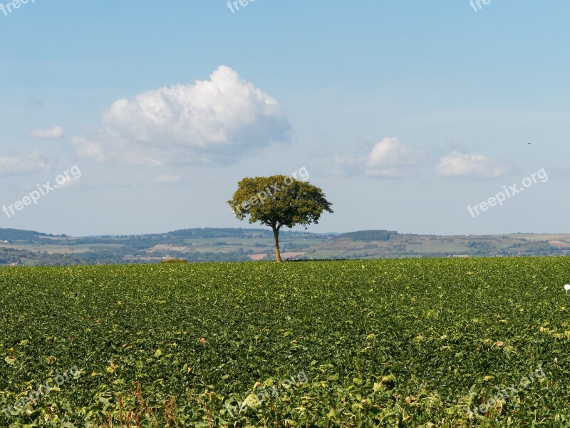 Landscapes Auvergne Nature Tree Limagne