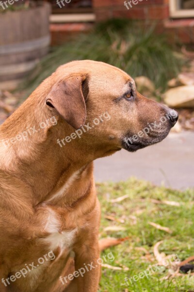 Dog Brown Staffy Ridgeback Pet