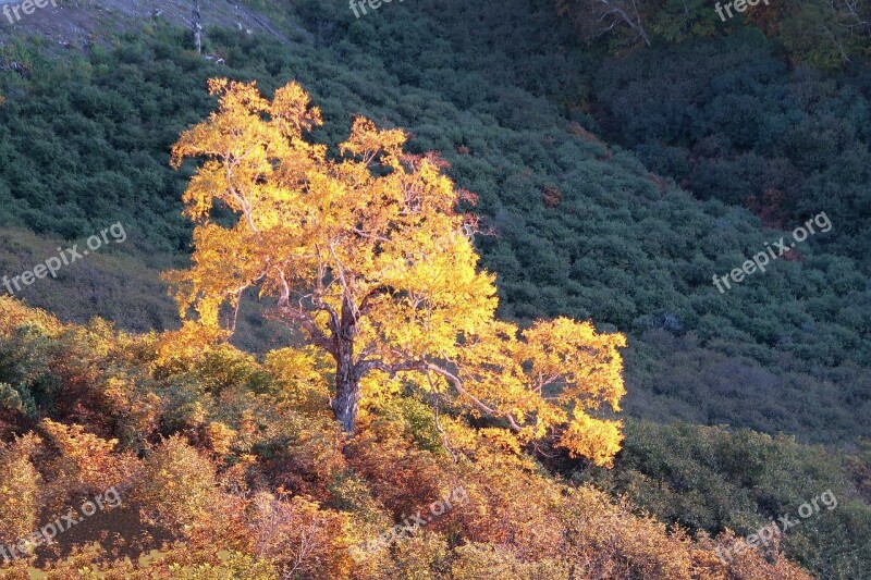 Autumn Birch Tree Mountains Forest