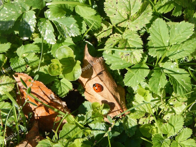 Ladybug Insect Autumn Nature Sun