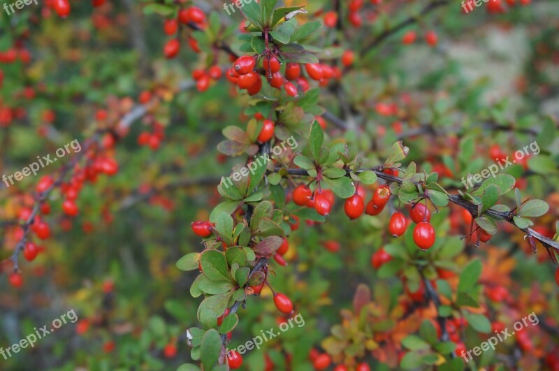 Bush Berry Background Plant Nature