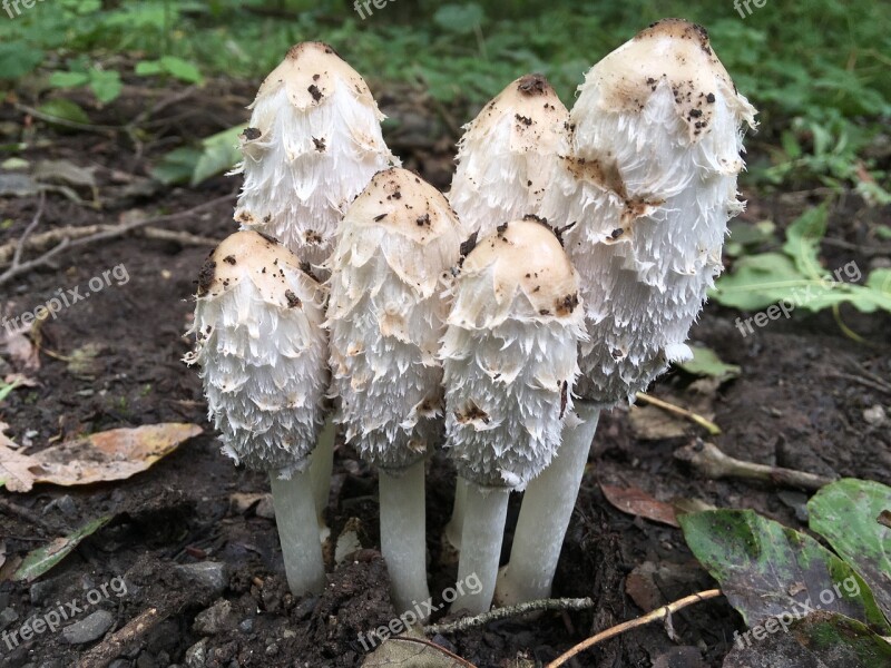 Comatus Mushroom Forest Nature Free Photos