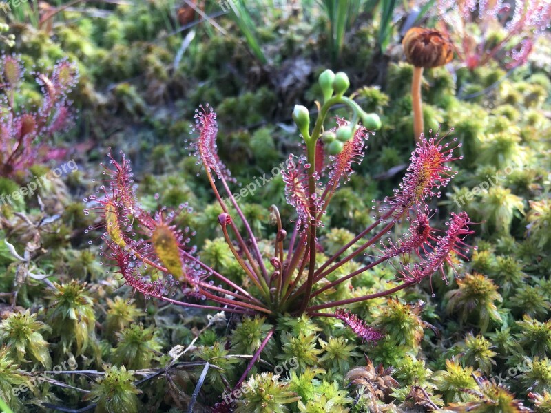 Sundew Peat Moss Moor Nature Free Photos