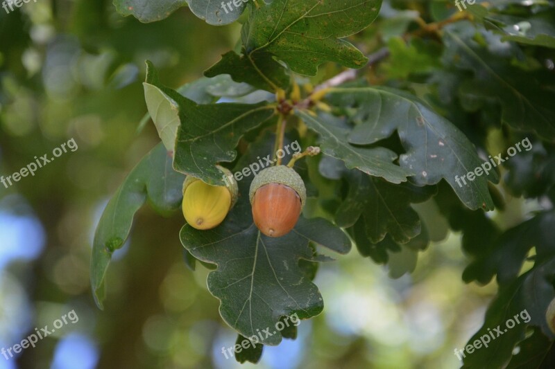 Acorn Leaves Oak Acorn Green Acorn Brown Fruit