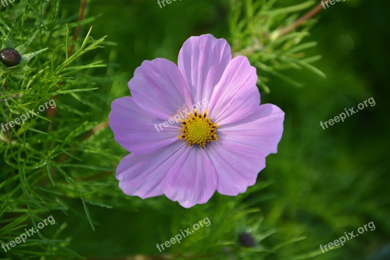 Flower Purple Flower Nature Garden Plant