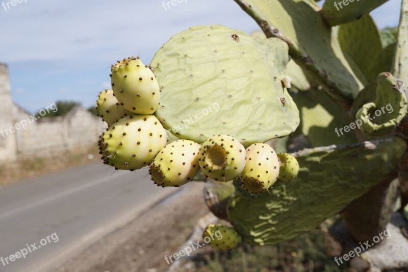 Prickly Pear Cactus Fruit Plant Mediterranean Puglia