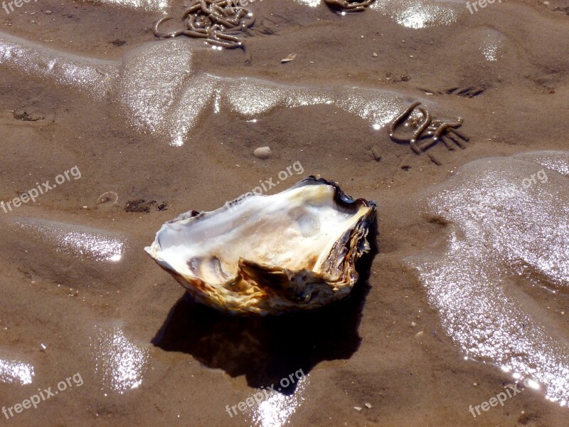 Seashell Shellfish Oyster Shell Sea Animals