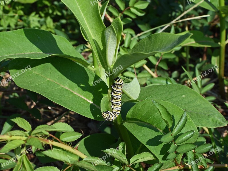 Monarch Butterfly Caterpillar Larva Worm Insect Butterfly