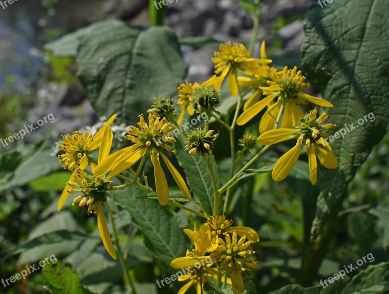 Wild Sunflower Wildflower Sunflower Southeast Yellow