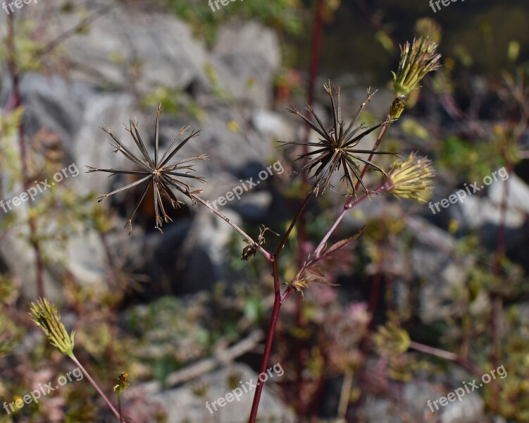 Jacob Ragweed Seed Pods Seed Weed Allergen Plant