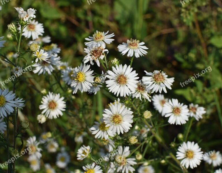 White Aster Wildflower Flower Blossom Bloom