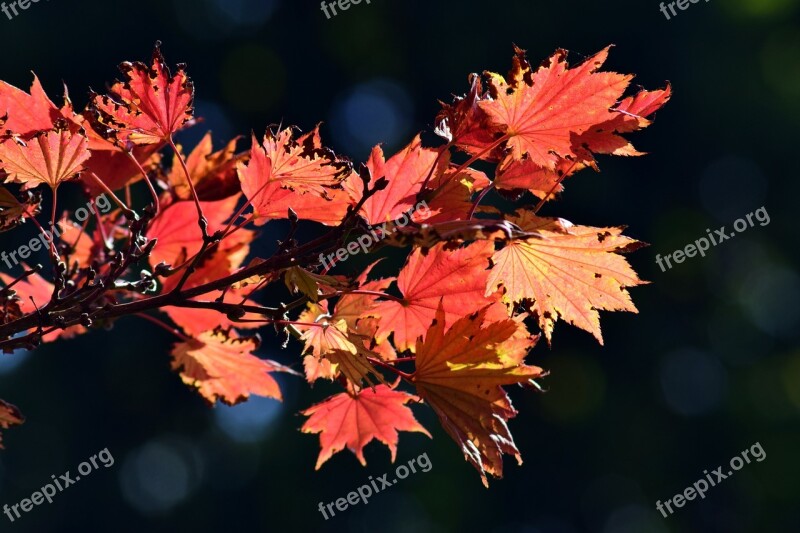 Japanese Fire Maple Aureum Autumn Leaves Colorful