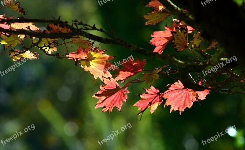 Japanese Fire Maple Aureum Autumn Leaves Colorful