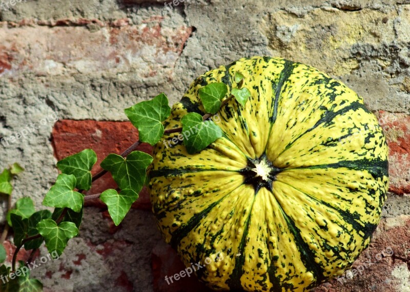 Pumpkin Gourd Ivy Wall Old Brick Wall