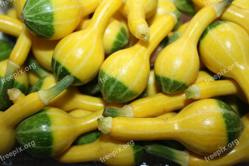 Zucchini Pumpkin Green Yellow Little Pumpkin Free Photos