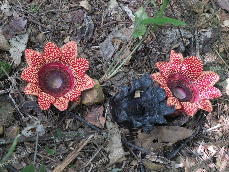 Potty Hermit Pa Flowers Bloom Flower