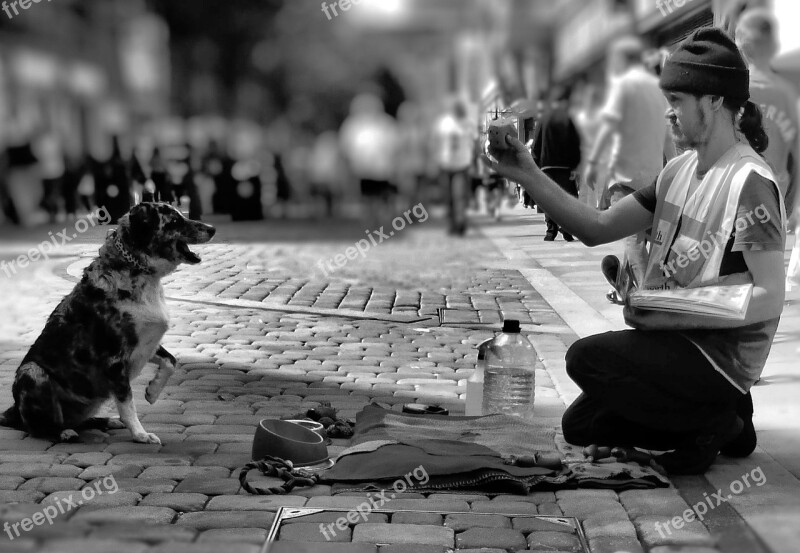 Man Dog Begging Animal Canine