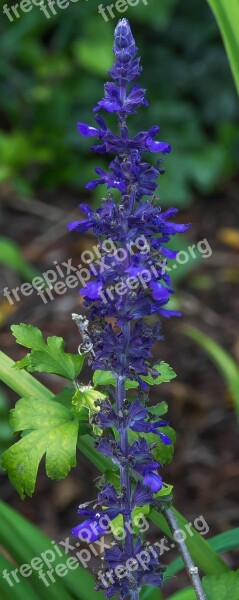 Blue Flower Sage Free Photos