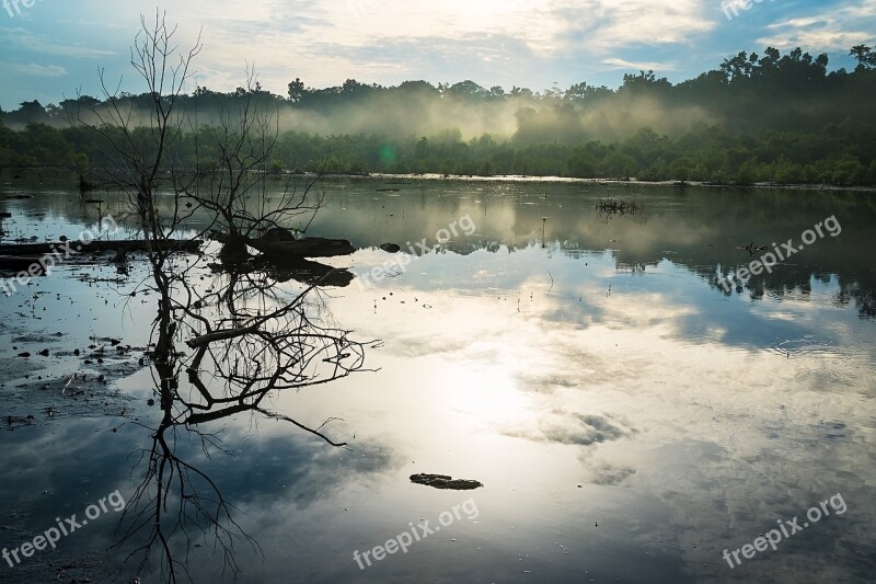 Swamp Misty Nature Landscape Bog