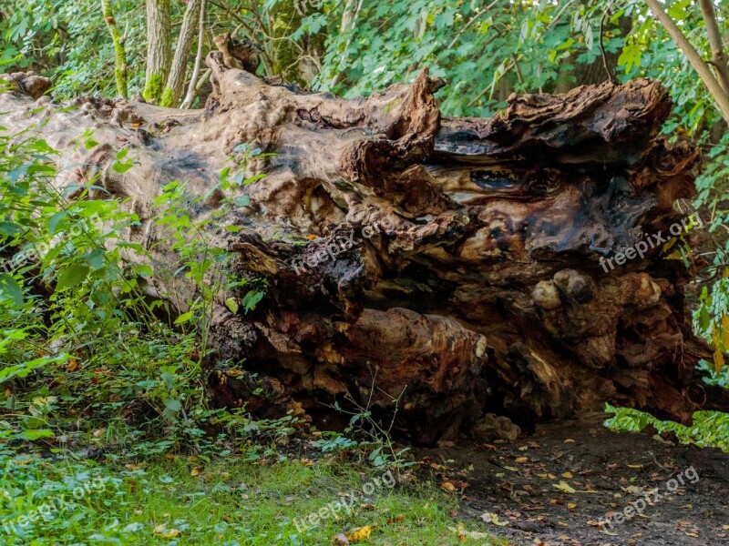 Fallen Tree Natural Tree Stump Wood Free Photos