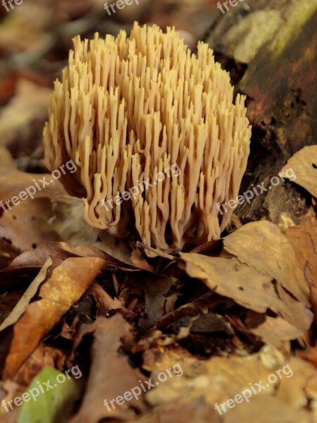 Autumn Koralsvamp Forest Floor Brown Sponge